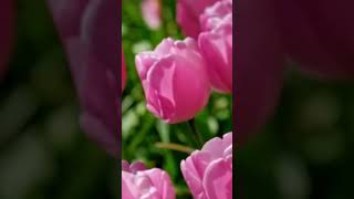 3 AMAZING GARDENS in the world