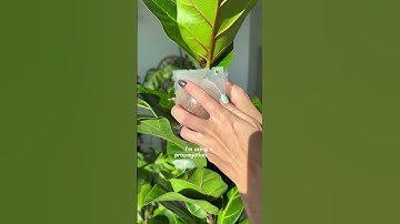 How to you get your Fiddle Leaf Fig to branch out? ➡️ CHOP IT ✂️