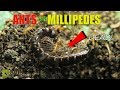 Ants vs Giant Millipedes