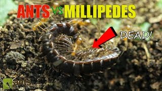 Ants vs Giant Millipedes