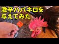 【終盤閲覧注意】あまりの辛さに悶絶、走りまわる事態に… 289話目