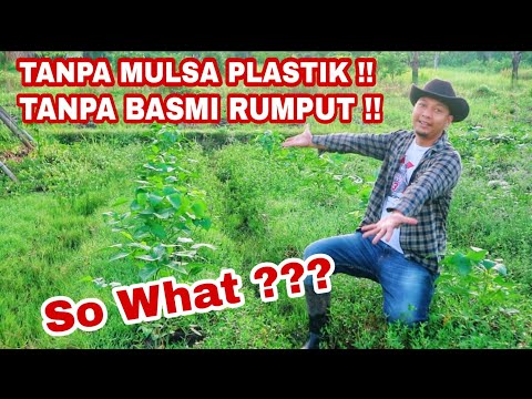 Video: Alternatif Non-Tanaman untuk Rumput Rumput - Cara Berkebun