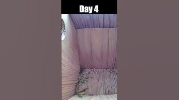 From Empty nest to First egg in 1 Minute - Blue tit nest box live camera