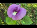 Así vivimos en el campo de RD Flores silvestre frutas y un amigo peludo #campo #perros #natural 