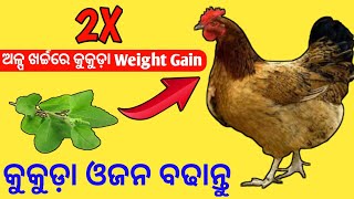ଦେଶୀ କୁକୁଡା ଓଜନ ବଢାନ୍ତୁ||Desi Murgi Weight Gain||Double Profit In Poultry Business