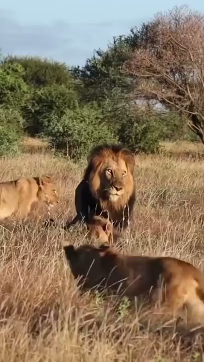 Three Adult Lions Fight Four Young Lions | Our World