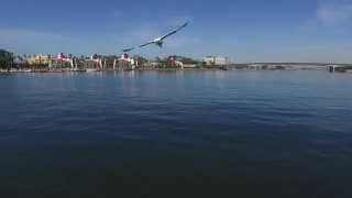 Phantom 3 Professional Drone - Almost attacked by a Seagull
