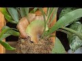 Kokedama Tutorial (my way)