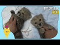 Adorable Cheetah cubs.. Are Still Vicious Cheetahs! (Part 2) l Kritter Klub