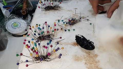 Làm tiêu bản bọ cánh cứng  ( pinning beetles specimens )