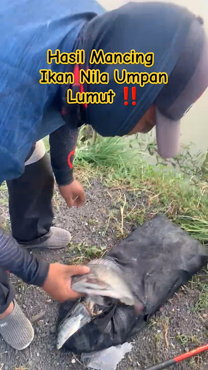 Hasil Mancing Ikan Nila Umpan Lumut || Pesta Strike ‼️#ryosetyans #shortsfeed #shortsvideo