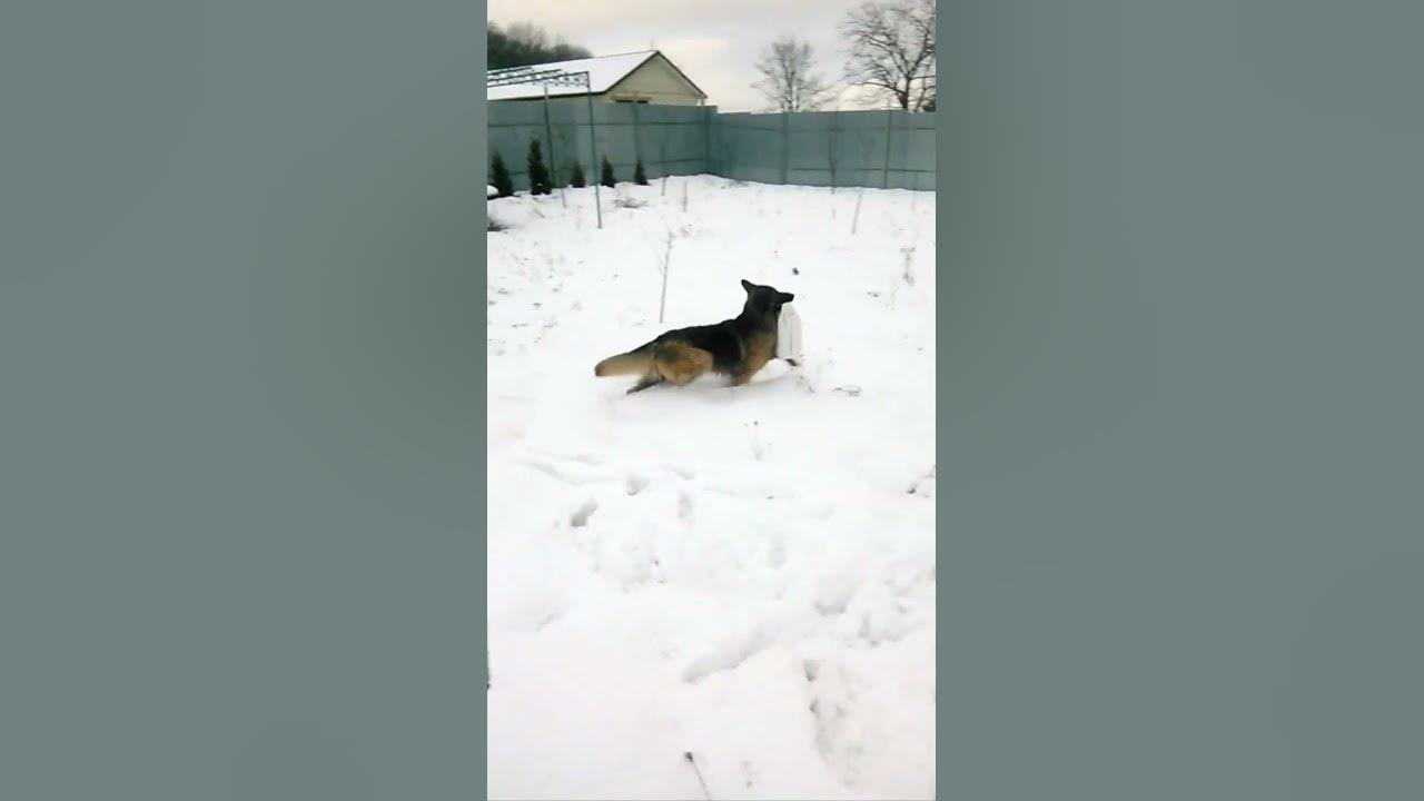 Собака з каністрою) - YouTube