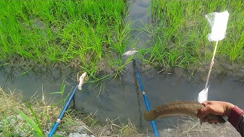 Xiệt Cá Trúng Mấy Cái Mương Cá Thấy Ham| kích cá miền tây