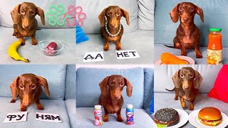 видео: ЧАПИ ВЫБИРАЕТ II Лучшие видео картинка: ЧАПИ ВЫБИРАЕТ II Лучшие видео