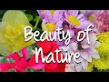 My Neighbors Flowers Flowers In Neighborhood Amazing Flowers 私の隣人の花 My Neighbors Flowers Flowers In Neighborhood Amazing Flowers 私の隣人の花