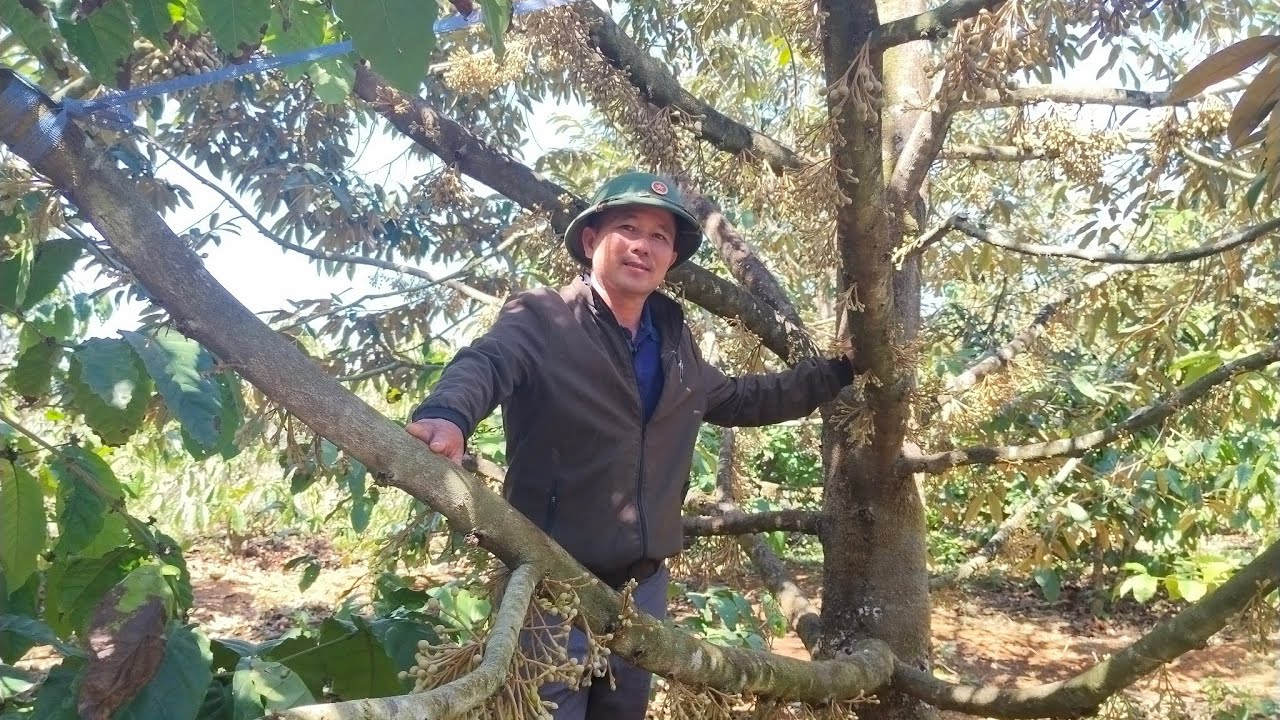 Cách tỉa bông sầu riêng để không phải đi thụ phấn