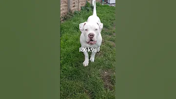 5 Month American Bulldog Johnson Americanbully Healthydogs Bulldogpuppies 