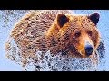 Уральские врачи чудом спасли жизнь охотнику на которого напал медведь