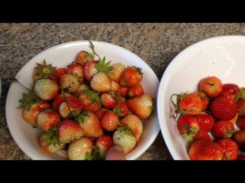 Video: Kommer jordgubbar att mogna efter plockning?