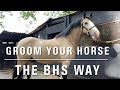 How to groom a horse for beginners  bhs grooms career pathway guide