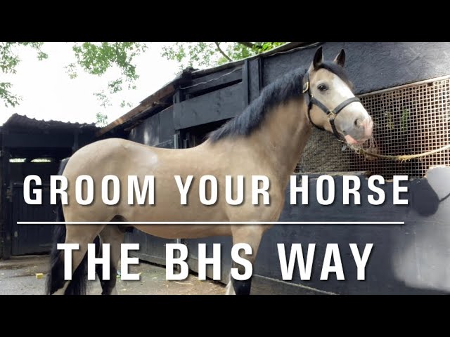 Become A Horse Hair Groomer And Make Up To Rs 1.2 Lakh Daily; All You Need  To Know - News18