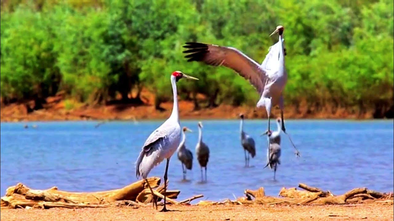 The Graceful Brolga – Australia’s Dancing Crane The Graceful Brolga – Australia’s Dancing Crane