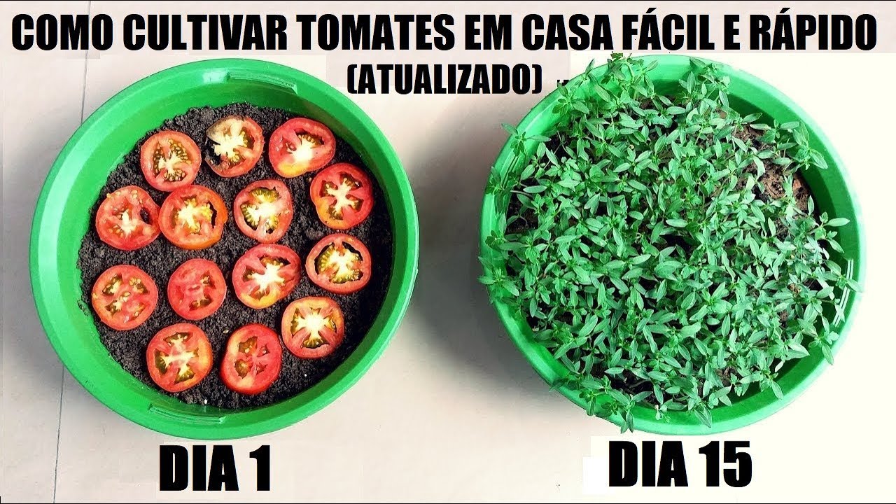 Como plantar tomates en casa