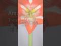 Why Amaryllis Symbolize Patience: Winter Gardening Projects