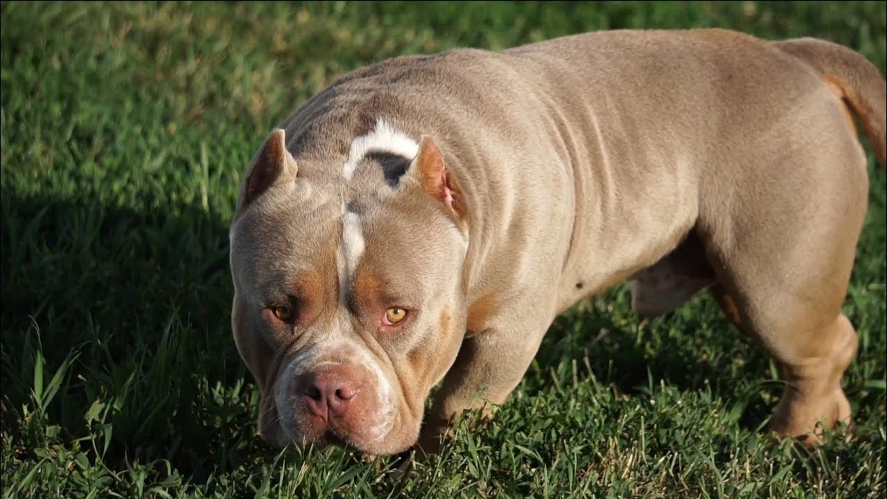 DOUBLE Ls MYE-STRO World Famous Lilac Tri Pocket American Bully 