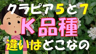 クラピアＫ５とＫ７の違い植えるならどっち？