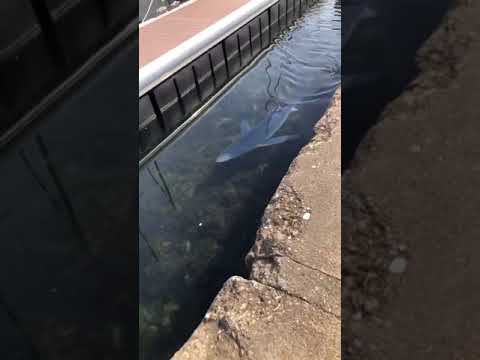 Un requin bleu filmé dans le port de Sète (Hérault)