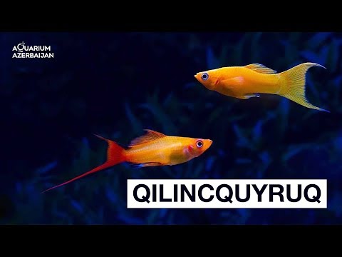 Video: Qılınc balığı nə vaxt hazırlanır?