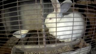 Кролики в нашем хозяйстве!!