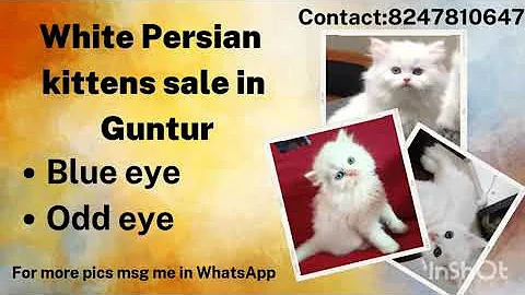 Video 516171: persiancat persians, himalayan cat pets, fluffy himalayan cat, kitten white persiancat, cat pet lovers