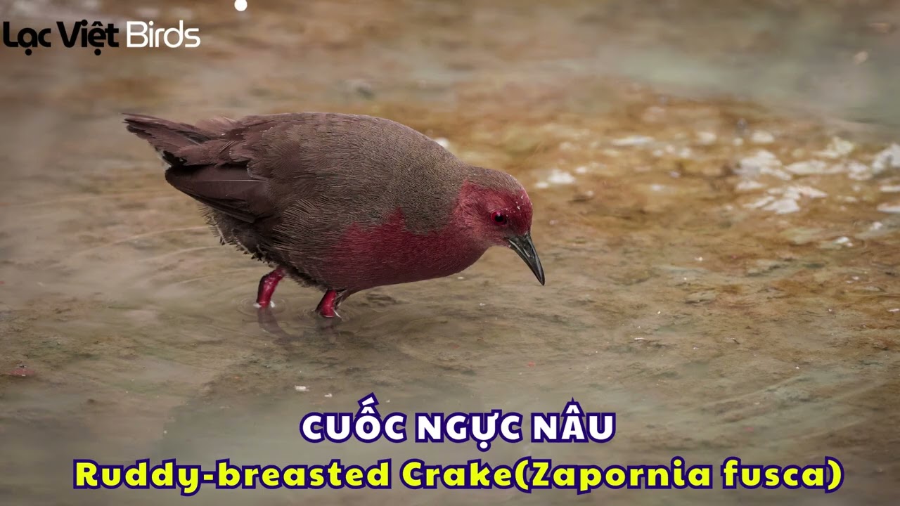 TIẾNG CHIM QUỐC NGỰC NÂU | Ruddy breasted Crake  (Zapornia fusca)