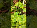 Coleus plant ☘️☘️☘️☘️@ SA_ Garden