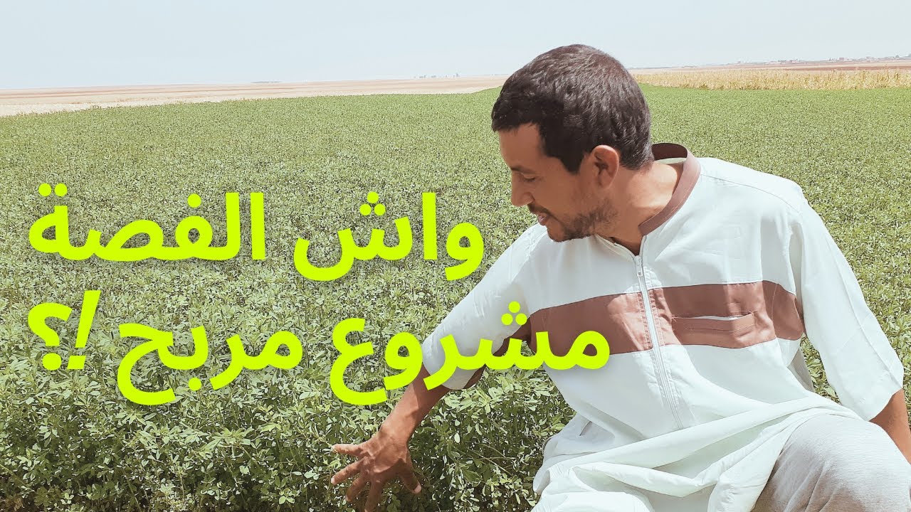 أجوبة على أسئلتكم حول الفصة. واش الفصة مشروع مربح !؟