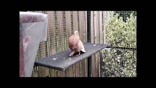 Gele Doffer - Vangst D.d. 31-08-2025