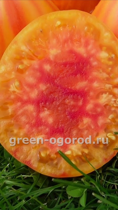 🍅Томат КАНАДСКОЕ НАСЛЕДИЕ! #short #томаты #советы - YouTube