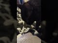 Cat making biscuits & purring