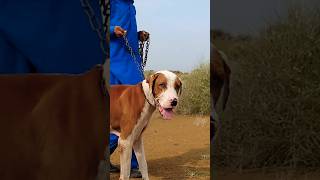 Pure Desi Bully Bully Kutta