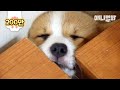 한창 잘때만 천사인 나이ㅋ ㅣ  TFW When Corgi Doggo Needs An Eccentric Sleep