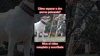 Cómo separar a dos perros peleando? #pitbull #dog #perros #perro