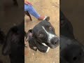ये क्या मेरी वीडियो बनाता रहता है 🐶