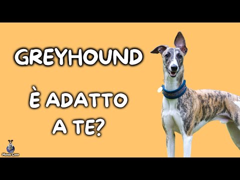 Video: È un levriero italiano il cane giusto per te?