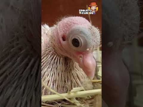 Vídeo: Você pode comer ovos de pombo?