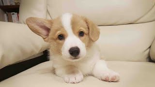 The biggest Corgi fold your ears! ㅣ Coco Profile