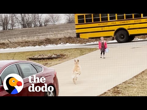 Dog Brings Girl to the School Bus Every Day | The Dodo