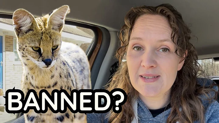 Watch the video about Poor cats! This is NOT OK!!