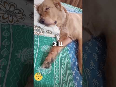 He Is Sleeping And The AC Is On Puppy Funny Simba Kingsimba 